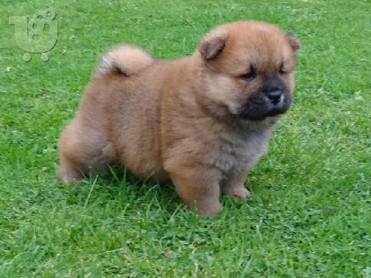 Όμορφη αρσενική Chow Chow χρειάζεται νέο σπίτι